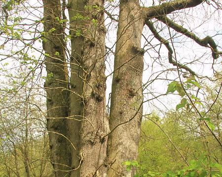 PXL048 et après les 6 frères....