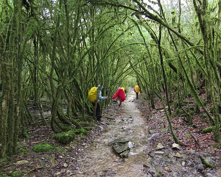 PXL065 Sentier-ruisseau à travers une jungle de buis moussus