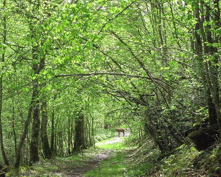 PXL116 Rencontre en forêt de Grésigne