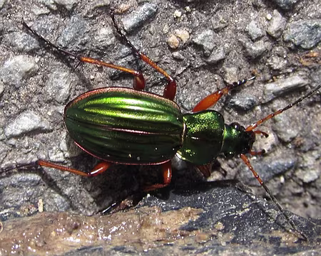 PXL128 Coléoptère vert
