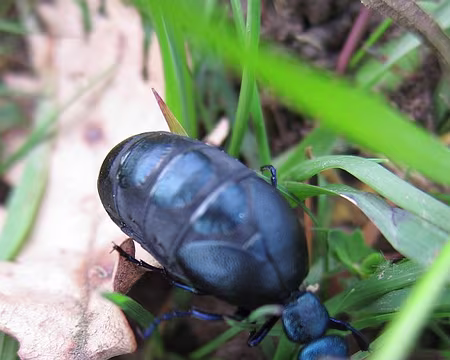 PXL133 Coléoptère noir