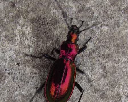 PXL170 Coléoptère rouge