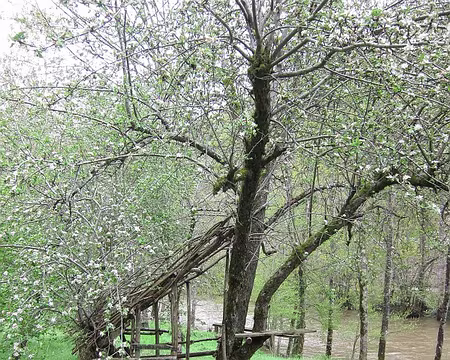 PXL171 Dans l'ombre blanche des pommiers en fleurs
