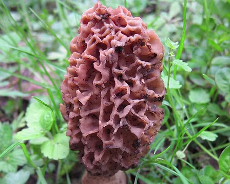 PXL174 Pierre a l'oeil pour les morilles