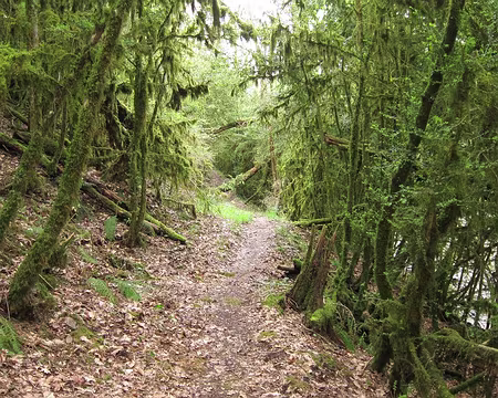 PXL175 Le retour de la forêt vierge