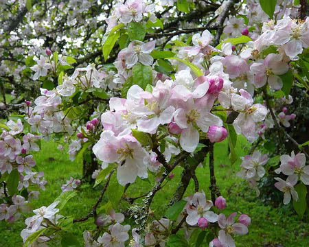 PXL007 Fleurs de pommier