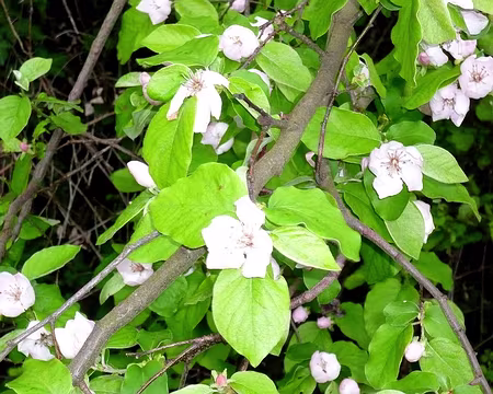 PXL008 et de cognassier