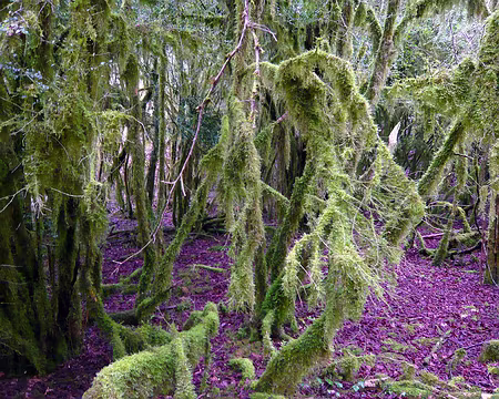 PXL055 la forêt magique