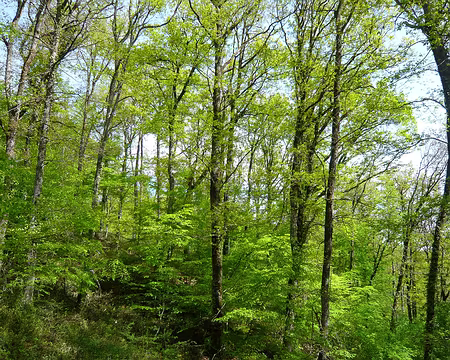 PXL101 la forêt de Grésigne