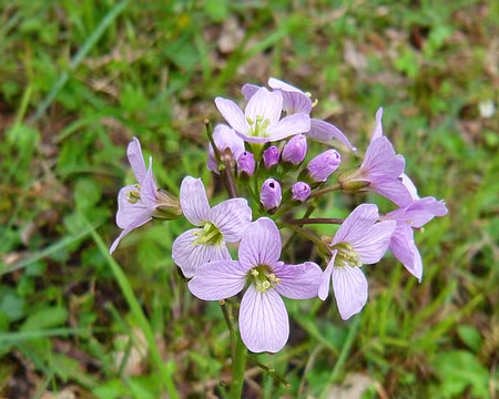 PXL104 une cardamine
