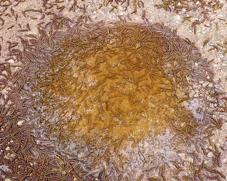 PXL105 Soupe de sorcière