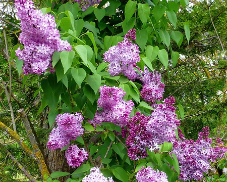 PXL131 lilas