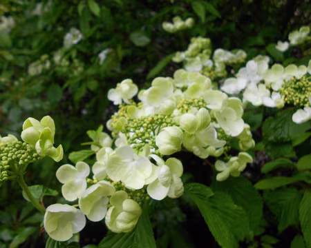 PXL022 Hortensia. Merci à Dominique.