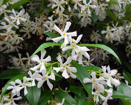 PXL019 Jasmin étoilé