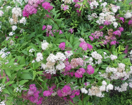 PXL047 Merci à Marylise.