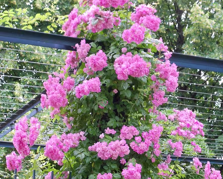 PXL058 Merci à Marylise.