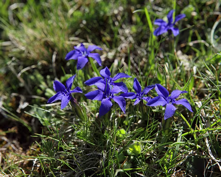IMG_4231 Gentiane printanière (Gentiana verna L.)