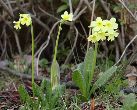 IMG_4248 Primevère hybride (Primula x polyantha Mill.)