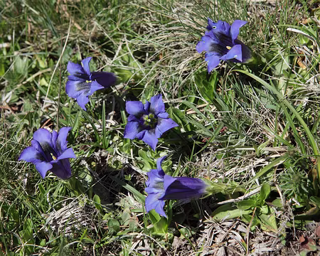 IMG_4264 Gentiane Acaule (Gentiana acaulis L.)
