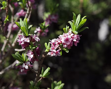 IMG_4268 Daphné bois-gentil (Daphne mezereum L.)