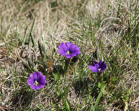 IMG_4281 Gentiane des Pyrénées (Gentiana pyrenaica L.)