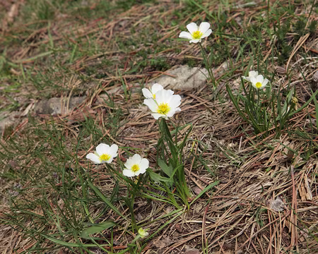 IMG_4323 Renoncule des Pyrénées (Ranunculus pyrenaeus L.)