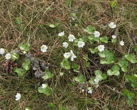 IMG_4427 Hépatique noble (Anemone hepatica L.)
