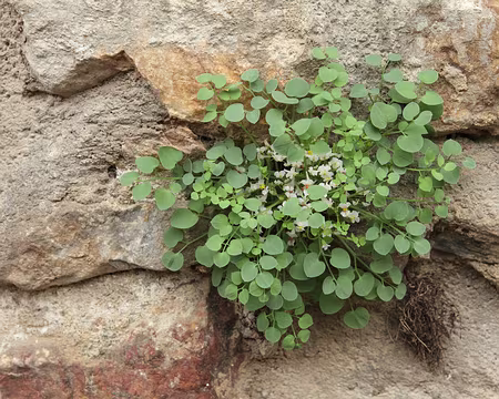 IMG_4560 Fumeterre à neuf folioles (Sarcocapnos enneaphylla (L.) DC.)