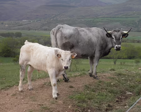 PXL012 la race locale est grise.