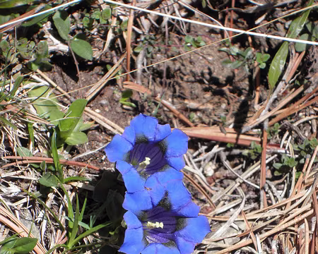 PXL049 gentiane de Koch