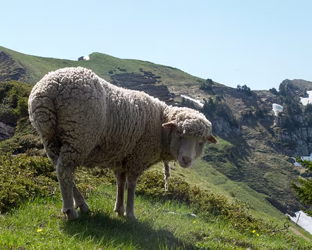 Un tour en Chartreuse Sud - 12RW39 