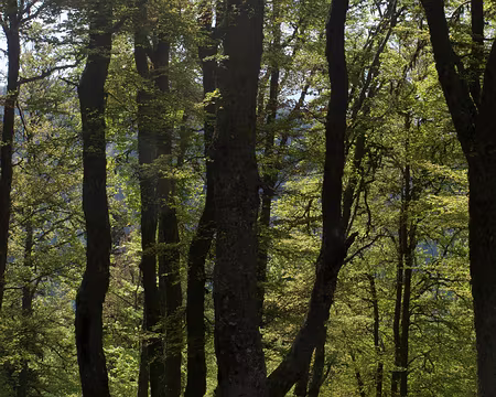 Un tour en Chartreuse Sud - 12RW39 Bois au Habert de la Chamechaude