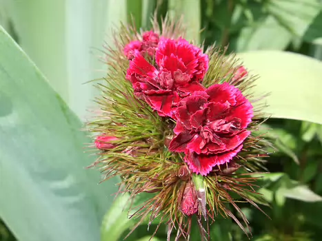 2012-05 Chartreuse Sud