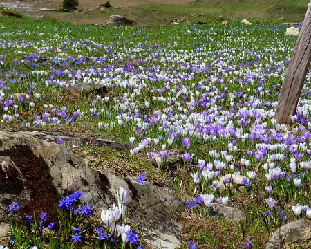 PXL044 crocus en folie