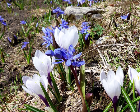 PXL045z1166 Crocus et scystes
