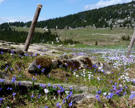 PXL046 scystes et crocus