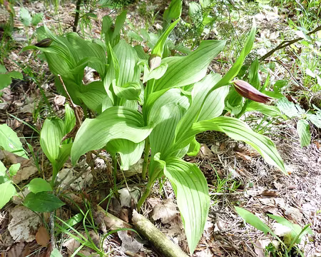 PXL053 sabot de Vénus !