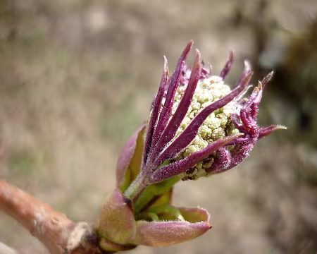PXL003 Jeune pousse de.... sorbier????