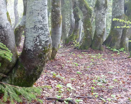 PXL004 Mystérieux fayards