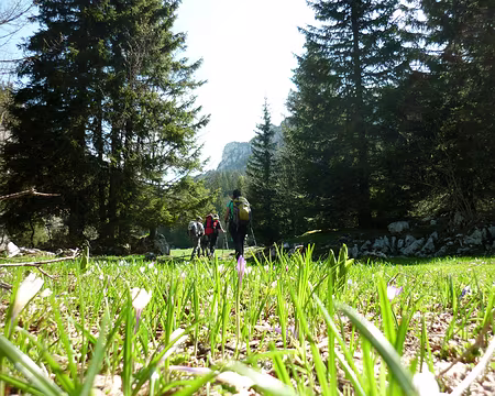 PXL018 Tapis printannier