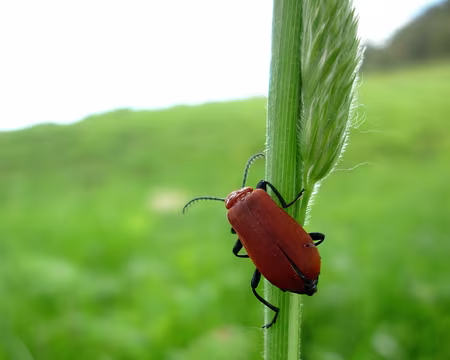 PXL032 Ascension là aussi
