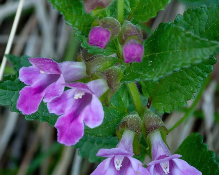 PXL001 Fleurs de calament