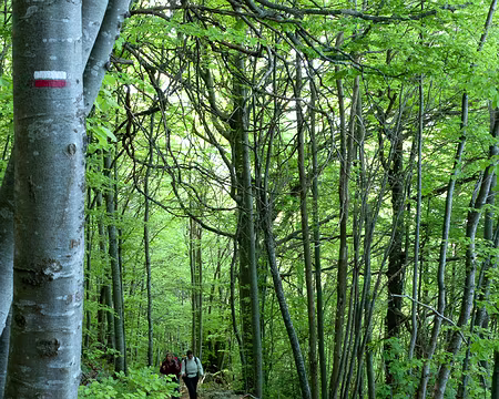 PXL003 Dans la montée depuis le col de Vence vers le fort du Saint-Eynard