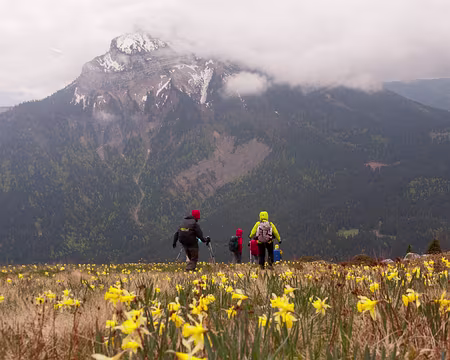 PXL033 Descente dans les jonquilles