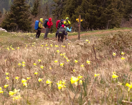 PXL036 Descente dans les jonquilles