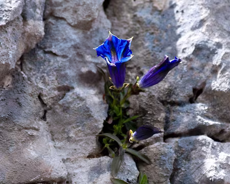 PXL037 Gentiane de Koch