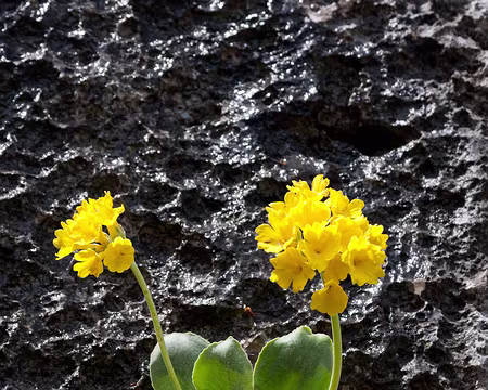 PXL038z1168 Primevère oreille d'ours