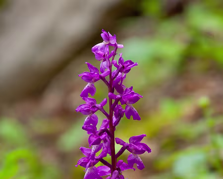 PXL039 Orchis mâle