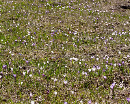 PXL052 Crocus printaniers