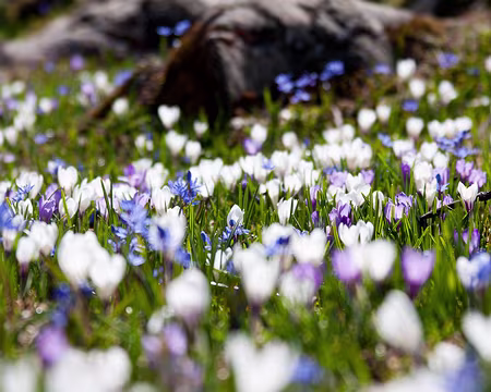 PXL061 Crocus printaniers